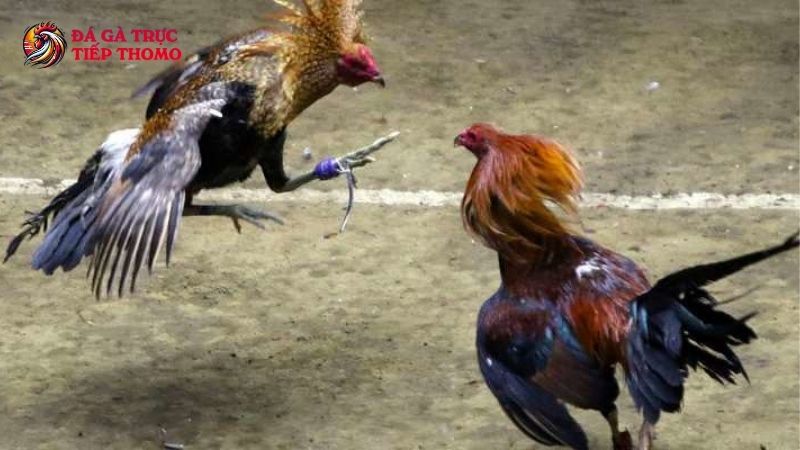 Trang Chủ 28 Bạn theo dõi đá gà cựa dao mỗi ngày