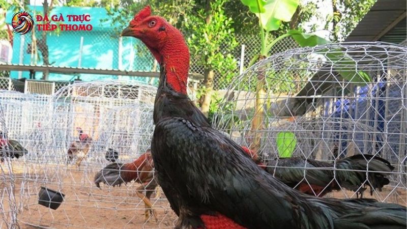 Bật mí cách nuôi gà đá tới pin