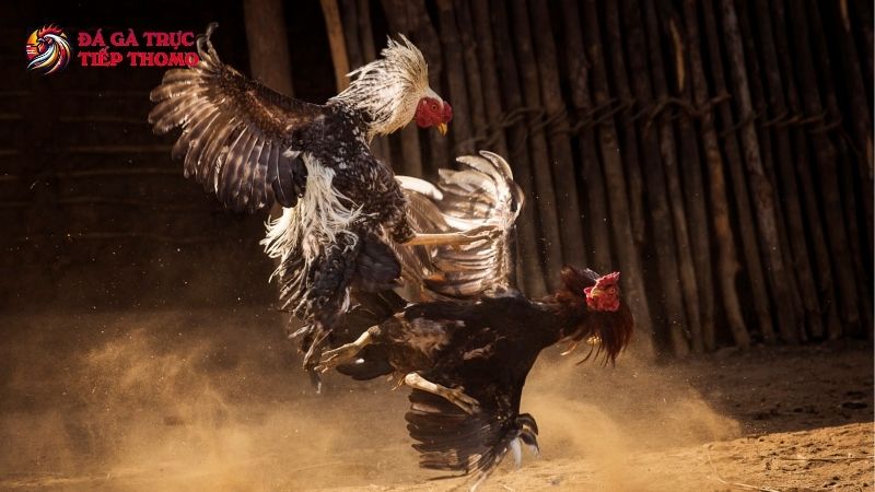 Cách nuôi gà đá tới pin chuẩn kinh kê cho sư kê