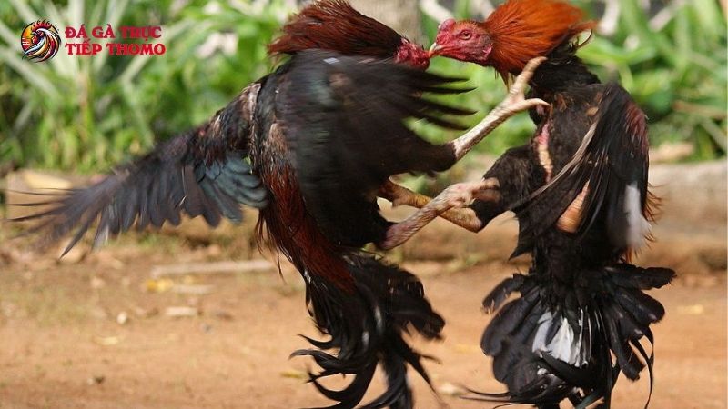 Cách nuôi gà đá tới pin cơ bản