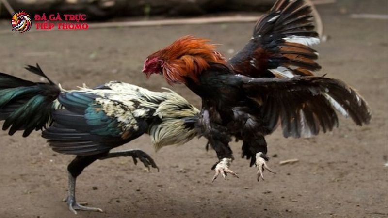 Đá gà ăn tiền có gì đặc biệt
