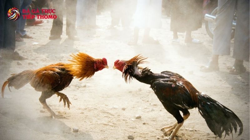 Xem đá gà cựa sắt ăn tiền - Bí kíp bách chiến bách thắng 4 Đá gà cựa sắt là gì?