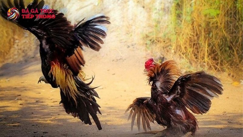 Trang Chủ 29 Đá gà cựa sắt mãn nhãn người xem