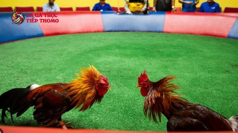 Trang Chủ 31 Đá gà online nổi bật hơn so với đá gà truyền thống