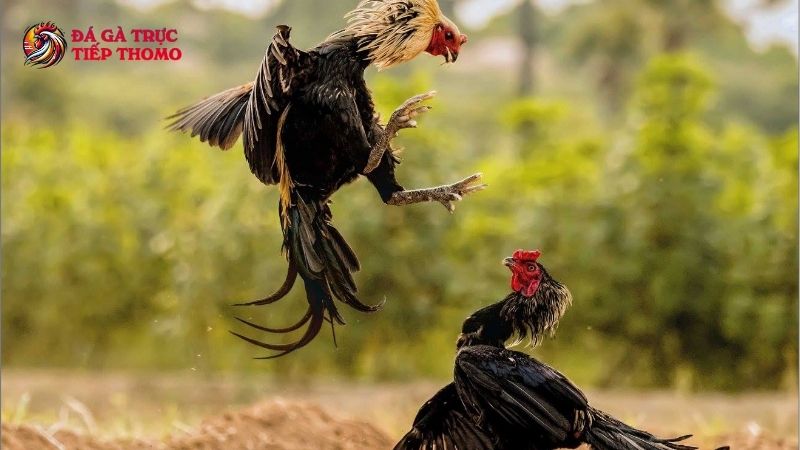 Đặc điểm khác biệt của đá gà cựa tròn là gì?