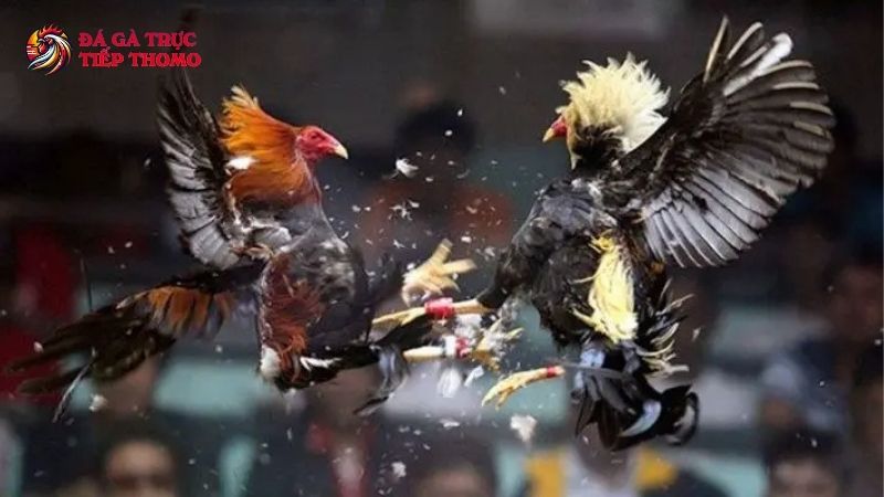 Trang Chủ 27 Gà chiến được tuyển chọn kỹ lưỡng