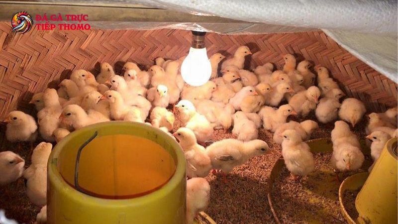 Gà con cần có chế độ ăn hợp lý