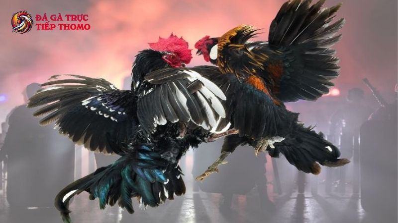 Trang Chủ 26 Giới thiệu về đá gà trực tiếp hôm nay