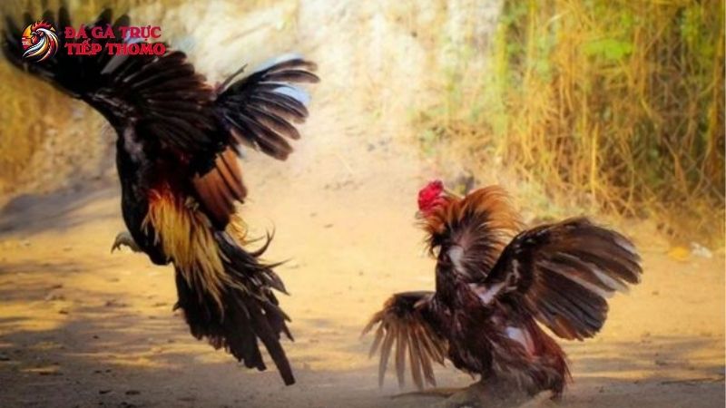 Xem đá gà cựa sắt ăn tiền - Bí kíp bách chiến bách thắng 5 Hướng dẫn xem đá gà cựa sắt ăn tiền đúng cách