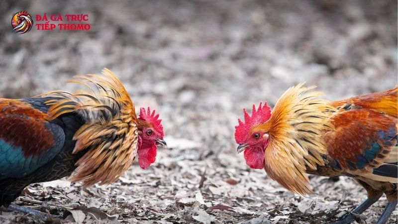 Xem đá gà cựa sắt ăn tiền - Bí kíp bách chiến bách thắng 6 Kinh nghiệm chơi cược đá gà cựa sắt