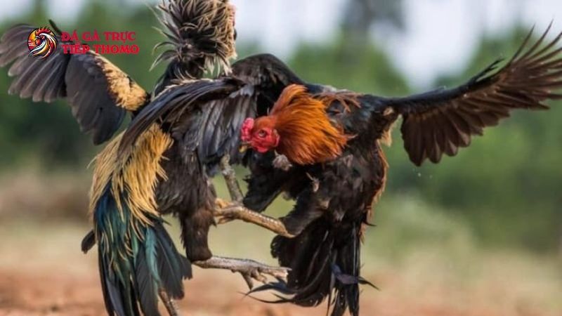 Trang Chủ 30 Loại hình đá gà đòn có sức hút tuyệt vời