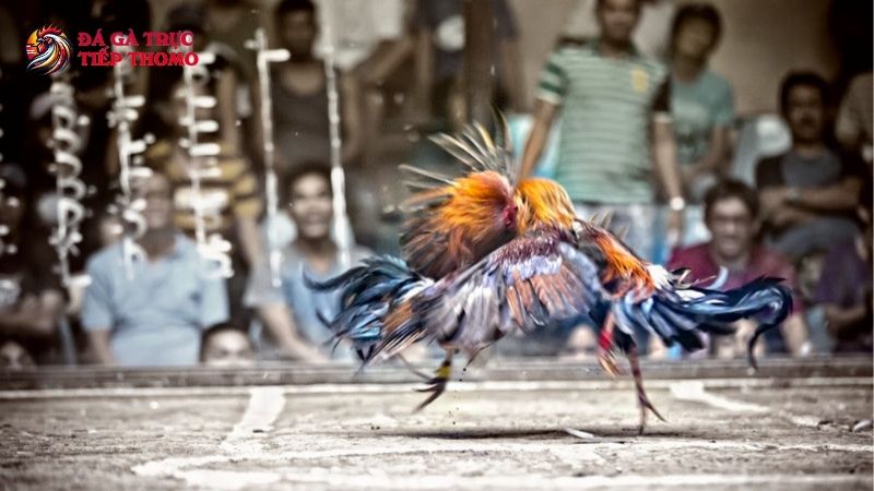 Cập nhật xu hướng đá gà online Campuchia mới nhất! 6 Lưu ý khi tham gia đá gà online Campuchia