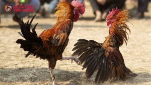 mẹo cá cược đá gà ăn tiền