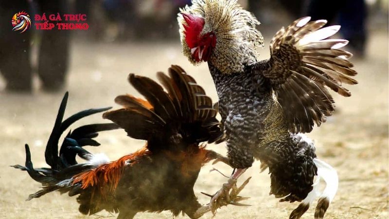 Mẹo cá cược đá gà ăn tiền hiệu quả