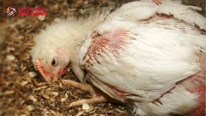 một số bệnh thường gặp ở gà con