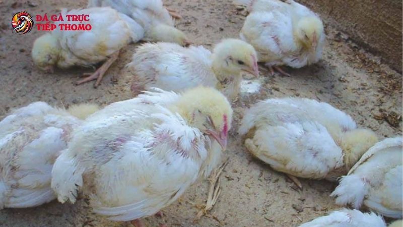 Một số bệnh thường gặp ở gà con và cách phòng bệnh hiệu quả 4 Một số bệnh thường gặp ở gà con cần lưu ý