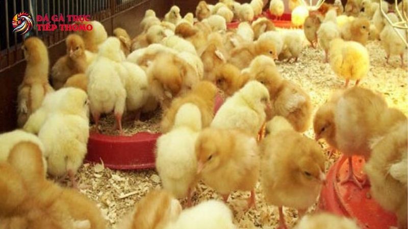 Những yếu tố quan trọng trong kỹ thuật úm gà con