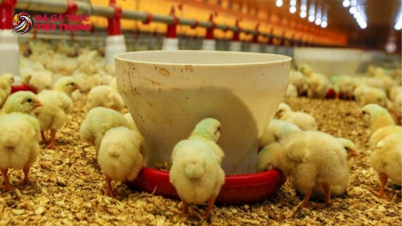 Tầm quan trọng của kỹ thuật úm gà con 