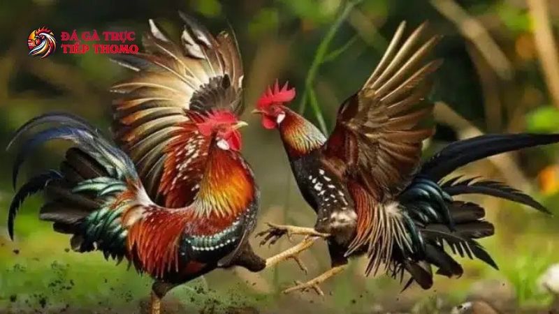 Trang Chủ 32 Theo dõi đá gà tại DAGATHOMO