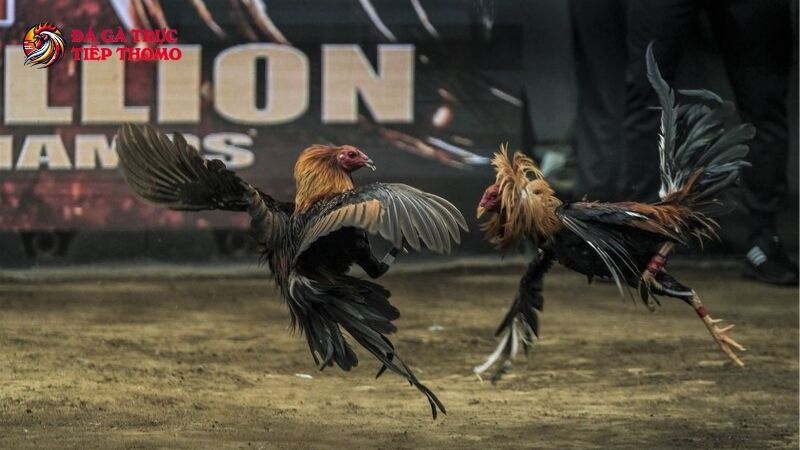 Tìm hiểu đá gà cựa tròn là gì?