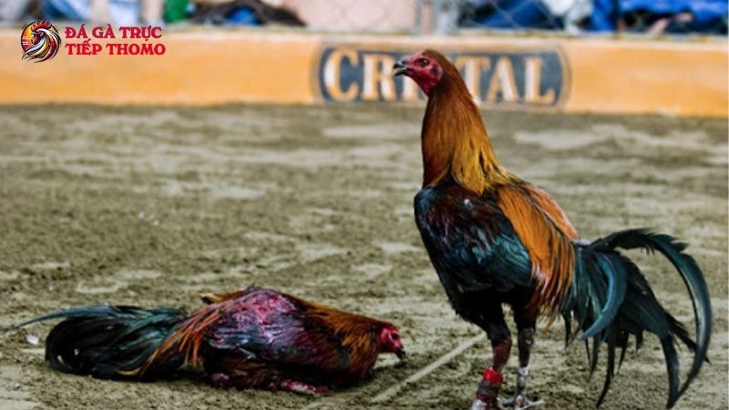 Tuyệt chiêu chơi đá gà cựa tròn là gì?