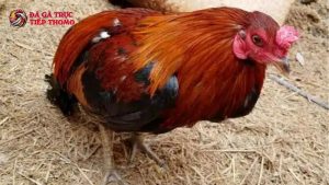 bệnh phổi ở gà