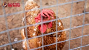 bệnh thương hàn gà