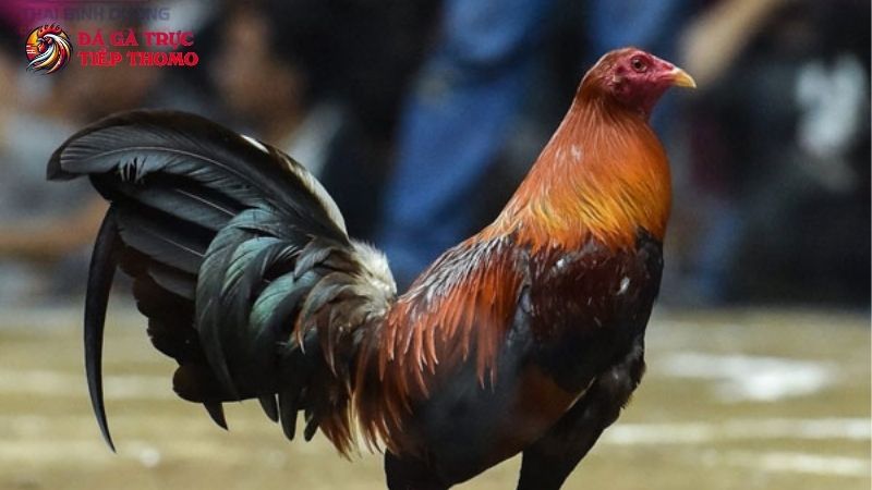 Bí kíp nuôi gà Peru sao cho chuẩn