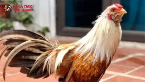 bí quyết nuôi gà tre