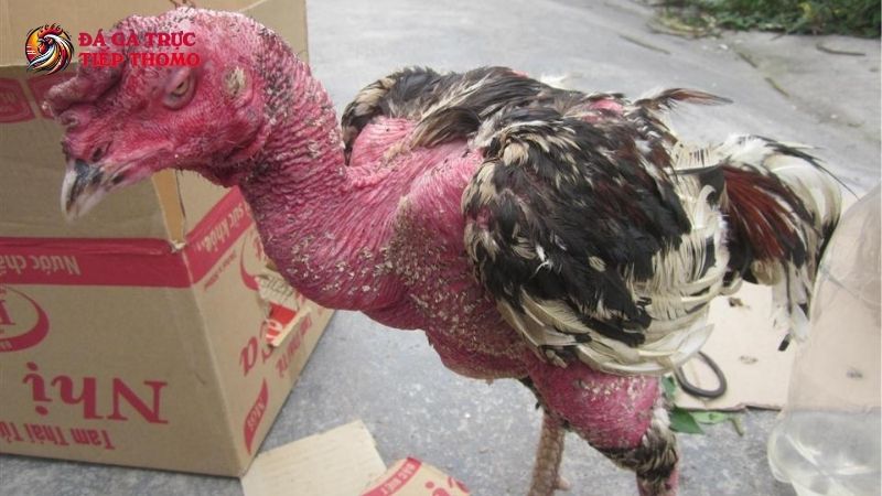 Biện pháp phòng chống bệnh đi ngoài ở gà chọi