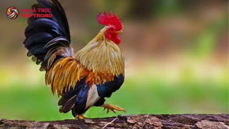 Bổ sung dinh dưỡng hợp lý cho gà tre