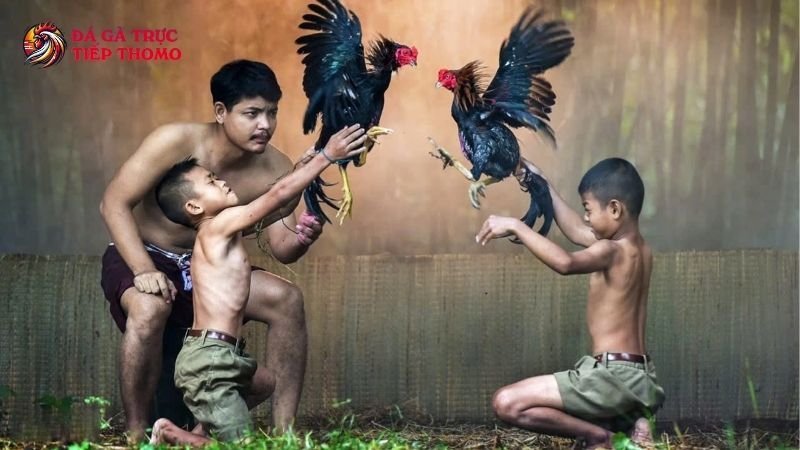 Bổ sung nước gừng tươi trong chế độ của gà chọi