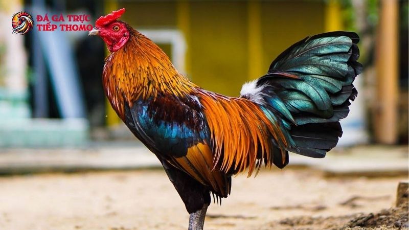 Các bệnh phổ biến ở gà và cách phân biệt