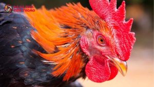 Các bệnh thường gặp ở gà