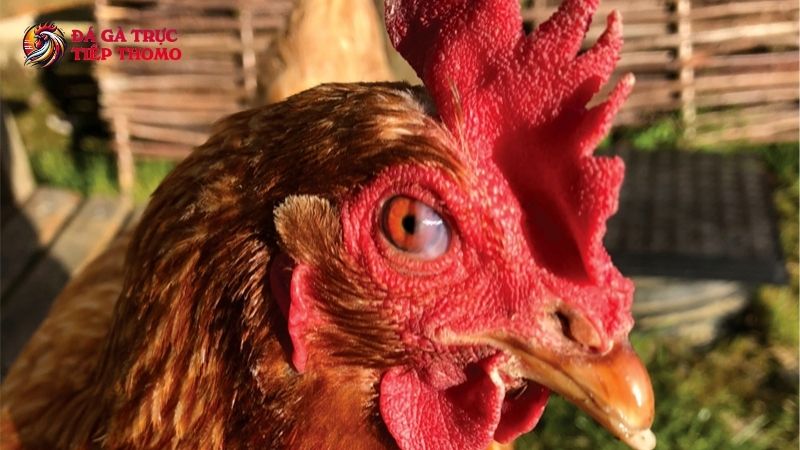 Các biện pháp phòng tránh bệnh ở gà