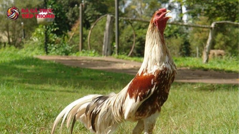 Các chiến kê đỉnh cao của thế giới đá gà