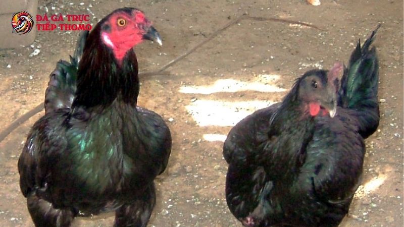 Các đặc điểm nhận biết giống gà Peru