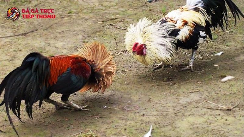 Các đặc điểm quan trọng khi chọn gà tre đá cựa