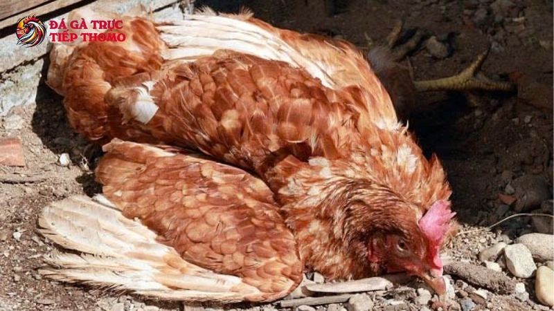 Các nguyên nhân gây nên bệnh thương hàn gà