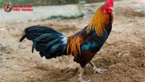 cách chọn gà tre đá cựa