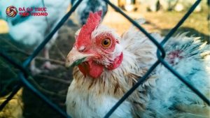 cách chữa gà chọi bị đi ngoài