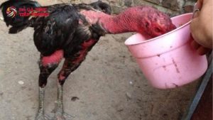 cách làm nước cho gà chọi