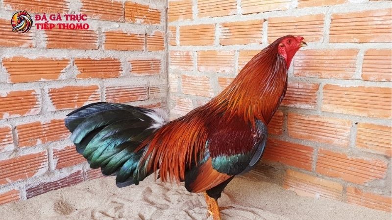 Cách nuôi gà đá khỏe, chiến đấu xuất sắc