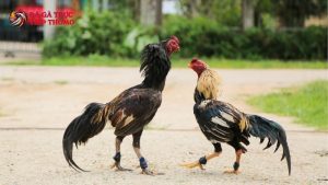 cách nuôi gà đá tới pin