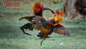 Đá gà cựa tròn là gì