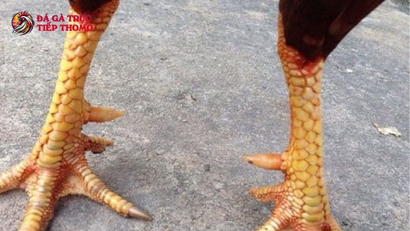 Đôi nét về gà ba hàng vảy