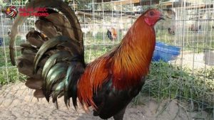 gà đá hay nhất thế giới