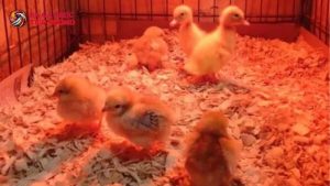 Kỹ thuật úm gà con