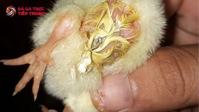 Làm sao để bảo vệ gà khỏi bệnh thương hàn