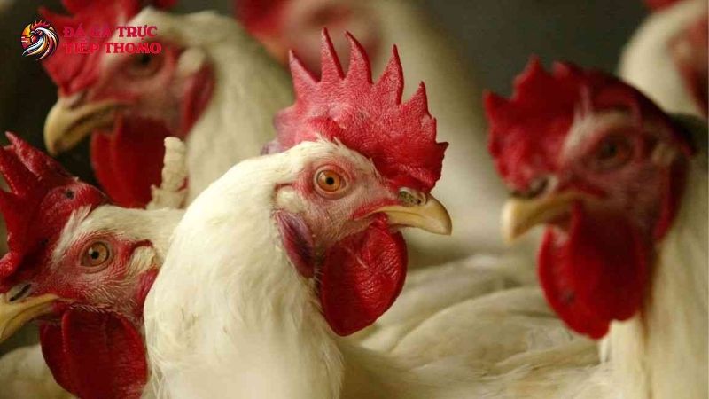 Làm sao để ngăn ngừa bệnh phổi ở gà